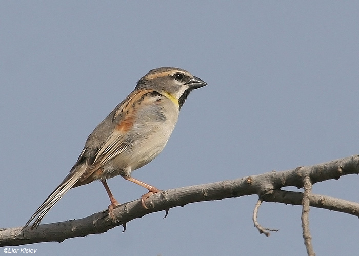    Dead Sea Sparrow Passer moabiticus                      2009.:              